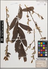 Foto von Salix caprea L. x Salix purpurea L.